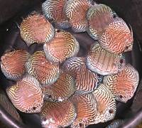 2016 PFK National Discus Retailer Of The Year DL Discus - SOLE UK Importers Of Some Of The Highest Quality Discus Not Only In The NorthEast But In The UK for Lawrence Soon (Lucky Tropical Fish Farm)