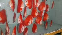 2016 PFK National Discus Retailer Of The Year DL Discus - SOLE UK Importers Of Some Of The Highest Quality Discus Not Only In The NorthEast But In The UK for Lawrence Soon (Lucky Tropical Fish Farm)