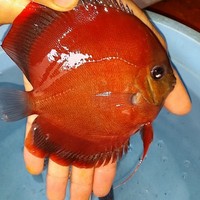 2016 PFK National Discus Retailer Of The Year DL Discus - SOLE UK Importers Of Some Of The Highest Quality Discus Not Only In The NorthEast But In The UK for Lawrence Soon (Lucky Tropical Fish Farm)