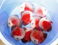 2016 PFK National Discus Retailer Of The Year DL Discus - SOLE UK Importers Of Some Of The Highest Quality Discus Not Only In The NorthEast But In The UK for Lawrence Soon (Lucky Tropical Fish Farm)