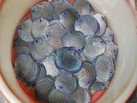 2016 PFK National Discus Retailer Of The Year DL Discus - SOLE UK Importers Of Some Of The Highest Quality Discus Not Only In The NorthEast But In The UK for Lawrence Soon (Lucky Tropical Fish Farm)