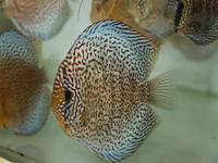 2016 PFK National Discus Retailer Of The Year DL Discus - SOLE UK Importers Of Some Of The Highest Quality Discus Not Only In The NorthEast But In The UK for Lawrence Soon (Lucky Tropical Fish Farm)