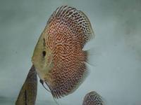 2016 PFK National Discus Retailer Of The Year DL Discus - SOLE UK Importers Of Some Of The Highest Quality Discus Not Only In The NorthEast But In The UK for Lawrence Soon (Lucky Tropical Fish Farm)