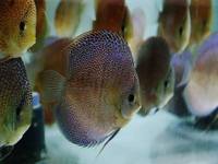2016 PFK National Discus Retailer Of The Year DL Discus - SOLE UK Importers Of Some Of The Highest Quality Discus Not Only In The NorthEast But In The UK for Lawrence Soon (Lucky Tropical Fish Farm)