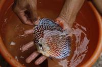 2016 PFK National Discus Retailer Of The Year DL Discus - SOLE UK Importers Of Some Of The Highest Quality Discus Not Only In The NorthEast But In The UK for Lawrence Soon (Lucky Tropical Fish Farm)