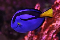 MARINE LIVESTOCK 4 SALE