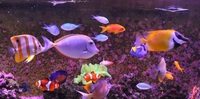 MARINE LIVESTOCK 4 SALE