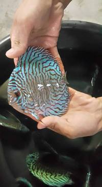 2016 PFK National Discus Retailer Of The Year DL Discus - SOLE UK Importers Of Some Of The Highest Quality Discus Not Only In The NorthEast But In The UK for Lawrence Soon (Lucky Tropical Fish Farm)