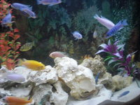 Approx 40 malawi job lot for salfe