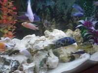 Approx 40 malawi job lot for salfe