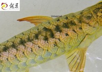 PLANET AROWANA SHIPMENT IN STOCK NOW .