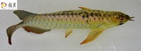 PLANET AROWANA SHIPMENT IN STOCK NOW .