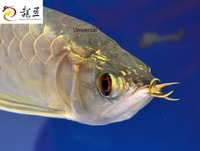 PLANET AROWANA SHIPMENT IN STOCK NOW .