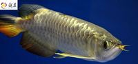 PLANET AROWANA SHIPMENT IN STOCK NOW .