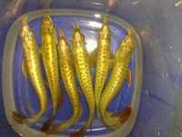 PLANET AROWANA SHIPMENT IN STOCK NOW .