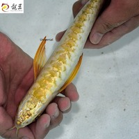 PLANET AROWANA SHIPMENT IN STOCK NOW .