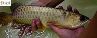 PLANET AROWANA SHIPMENT IN STOCK NOW .