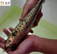 PLANET AROWANA SHIPMENT IN STOCK NOW .