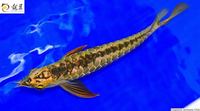 PLANET AROWANA SHIPMENT IN STOCK NOW .