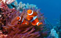 EXOTIC MARINE LIFE (Port Talbot)