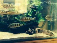 Peacock bass, bichir eels, eheim xlt1200 and more