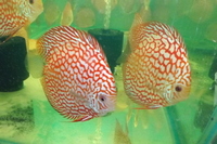 DISCUS FOR THE DISCERNING Facebook Group