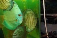 DISCUS FOR THE DISCERNING Facebook Group