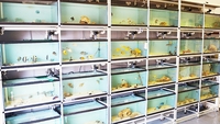 New Delivery of over 250 Marine Fish - Bradford, West Yorkshire