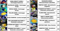 New Delivery of over 250 Marine Fish - Bradford, West Yorkshire