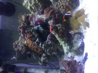 Marine fish, inverts, corals, live rock, in full set up