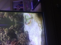 Marine fish, inverts, corals, live rock, in full set up