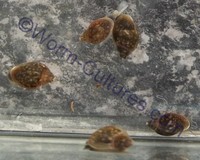 Tadpole Snails ~ Bladder Snails Live Food Or Clean Up Crew