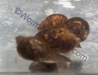 Tadpole Snails ~ Bladder Snails Live Food Or Clean Up Crew