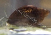 Tadpole Snails ~ Bladder Snails Live Food Or Clean Up Crew