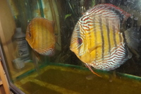 DISCUS FOR THE DISCERNING Facebook Group