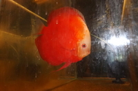 DISCUS FOR THE DISCERNING Facebook Group