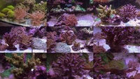 MARINE LIVESTOCK 4 SALE