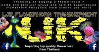 Flowerhorns, parrots, indo tigers, betta splendens, hybrids, rays