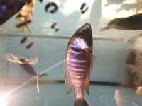 MALAWI CICHLIDS HARLOW ESSEX MBUNA PEACOCKS HAPS JUVI ADULT SALE