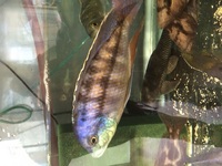 MALAWI CICHLIDS HARLOW ESSEX MBUNA PEACOCKS HAPS JUVI ADULT SALE