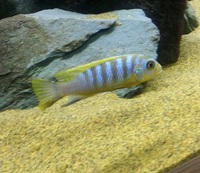 MALAWI CICHLIDS HARLOW ESSEX MBUNA PEACOCKS HAPS JUVI ADULT SALE