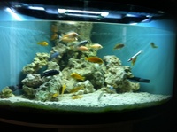 Large job lot Malawi, Coral sand and rock