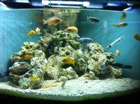 Large job lot Malawi, Coral sand and rock