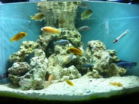 Large job lot Malawi, Coral sand and rock