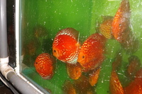 DISCUS FOR THE DISCERNING Facebook Group