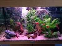 Complete Juwel 125L Aquarium
