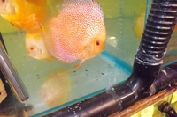 DISCUS FOR THE DISCERNING Facebook Group