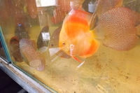 DISCUS FOR THE DISCERNING Facebook Group