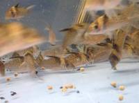 Corydoras melanistius (Blue spotted cory)
