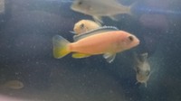 Malawis ,tangs and trops for sale